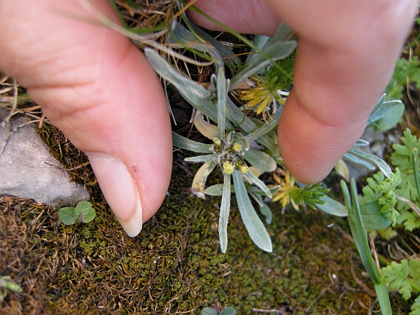 Gnaphalium hoppeanum .......?